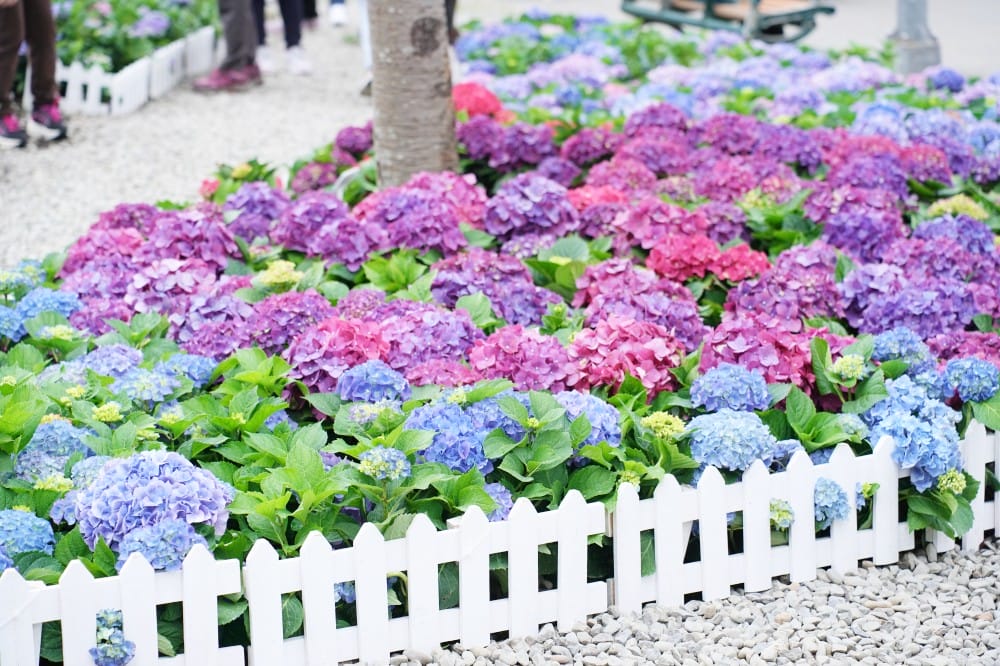 大安森林公園繡球花杜鵑花，最新花況，有停車場還有不限時咖啡廳