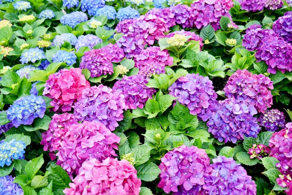 大安森林公園繡球花杜鵑花，最新花況，有停車場還有不限時咖啡廳