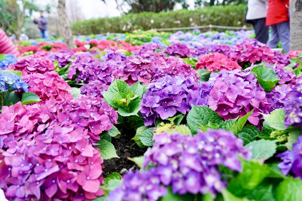大安森林公園繡球花杜鵑花，最新花況，有停車場還有不限時咖啡廳