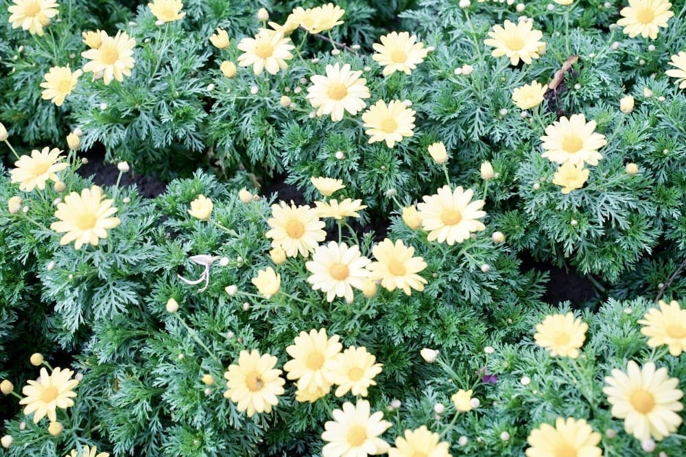 大安森林公園繡球花杜鵑花，最新花況，有停車場還有不限時咖啡廳