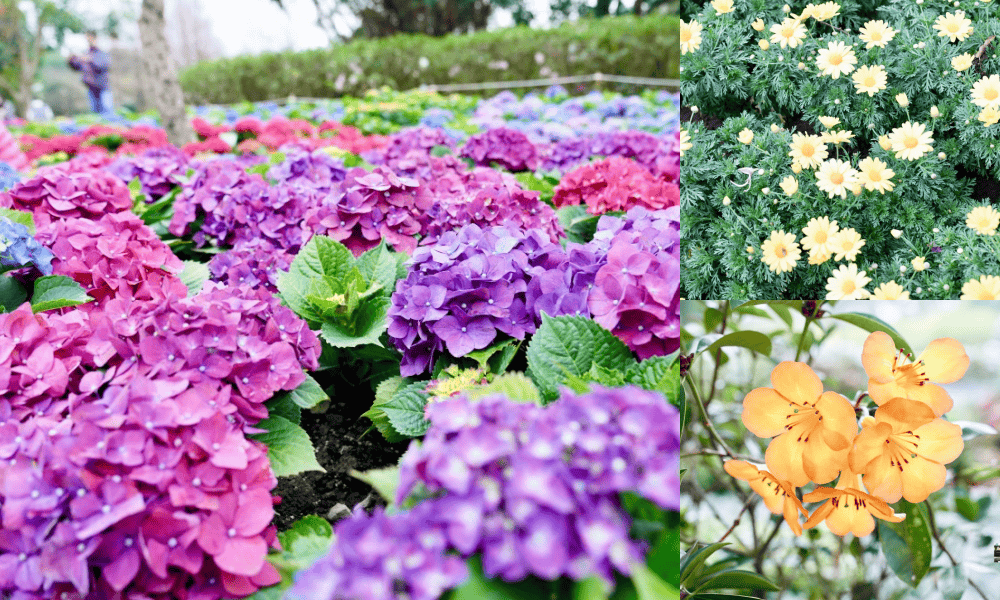 2023大安森林公園繡球花杜鵑花，最新花況，有停車場還有不限時咖啡廳 @瑪姬幸福過日子