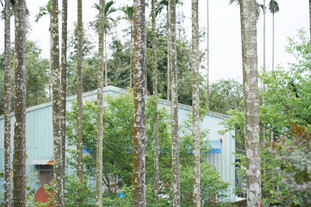 一畝田咖啡輕食｜新店安坑咖啡秘境，森林系隱藏版咖啡廳，安坑輕軌耕莘安康院區站旁，