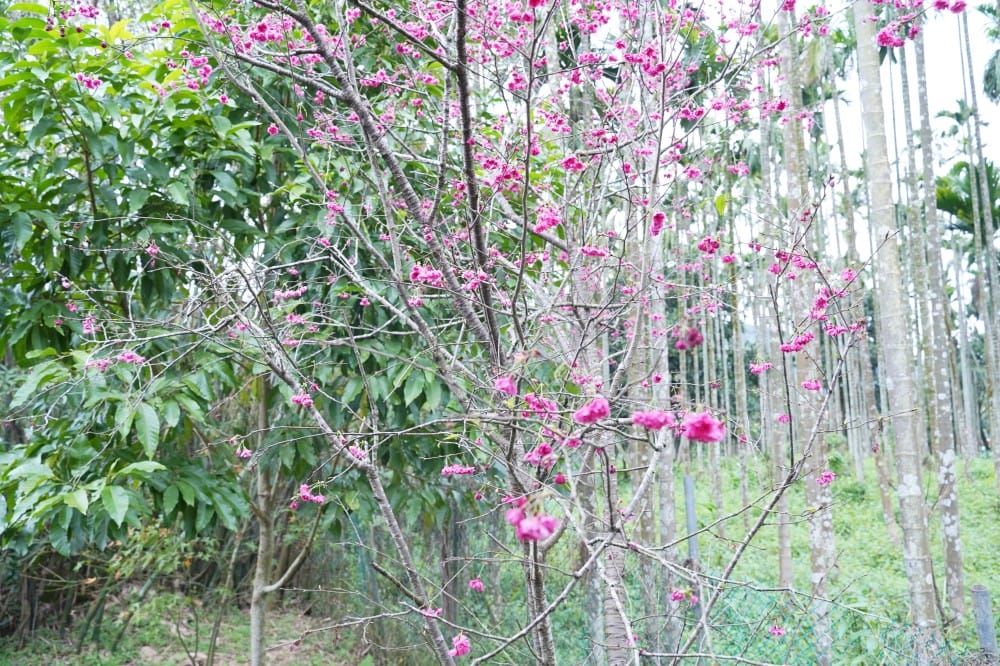 一畝田咖啡輕食｜新店安坑咖啡秘境，森林系隱藏版咖啡廳，安坑輕軌耕莘安康院區站旁，