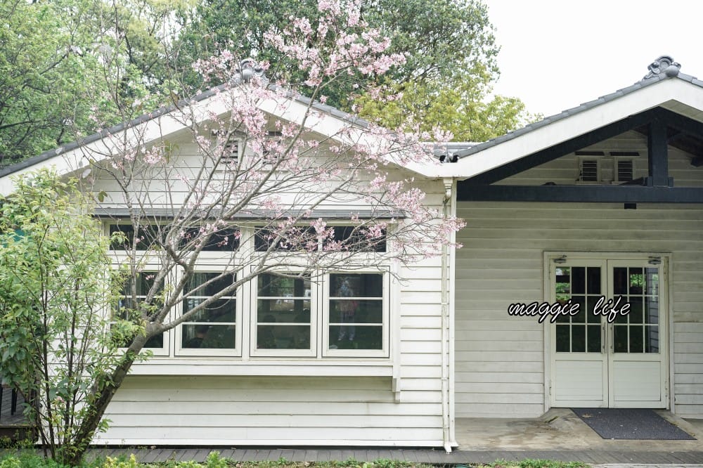 台北星巴克草山門市，陽明山美軍宿舍群也有超美櫻花，陽明山櫻花季可以來賞櫻