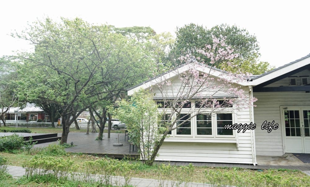 台北星巴克草山門市，陽明山美軍宿舍群也有超美櫻花，陽明山櫻花季可以來賞櫻