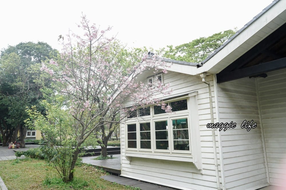 台北星巴克草山門市,陽明山美軍宿舍群也有超美櫻花,陽明山櫻花季可以來賞櫻 - 第12張圖 台北星巴克草山門市,陽明山美軍宿舍群也有超美櫻花,陽明山櫻花季可以來賞櫻