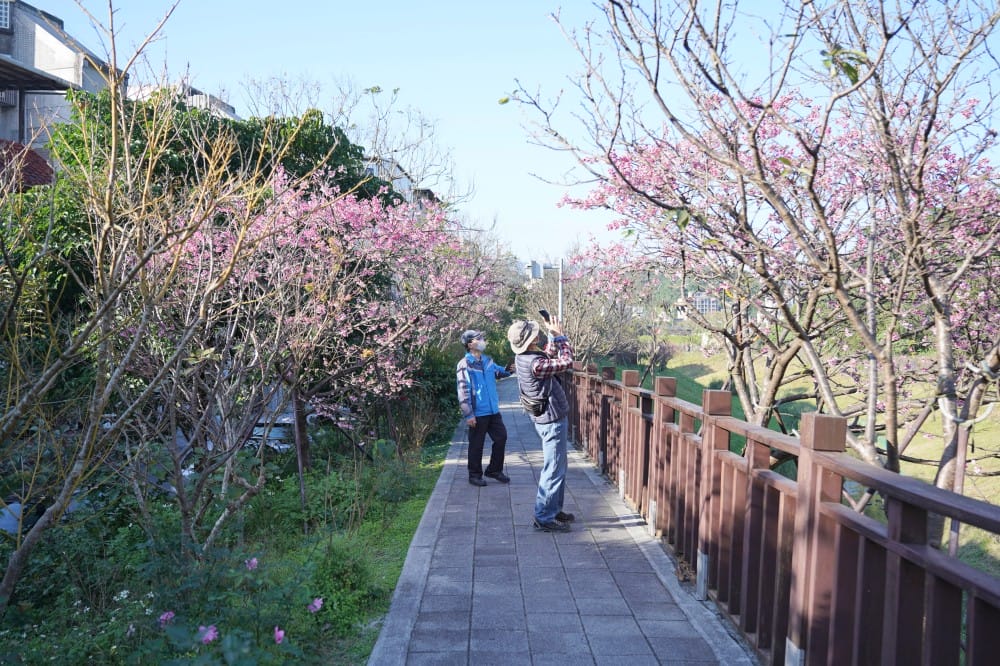 內溝溪自然生態步道賞櫻秘境，內湖五分埤生態濕地賞櫻，還有賞鳥區