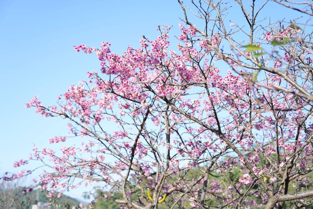 內溝溪自然生態步道賞櫻秘境，內湖五分埤生態濕地賞櫻，還有賞鳥區