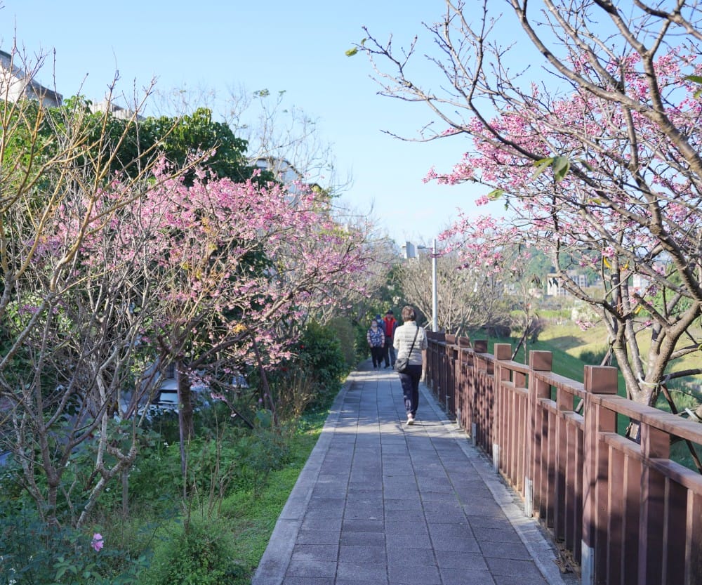 內溝溪自然生態步道賞櫻秘境，內湖五分埤生態濕地賞櫻，還有賞鳥區