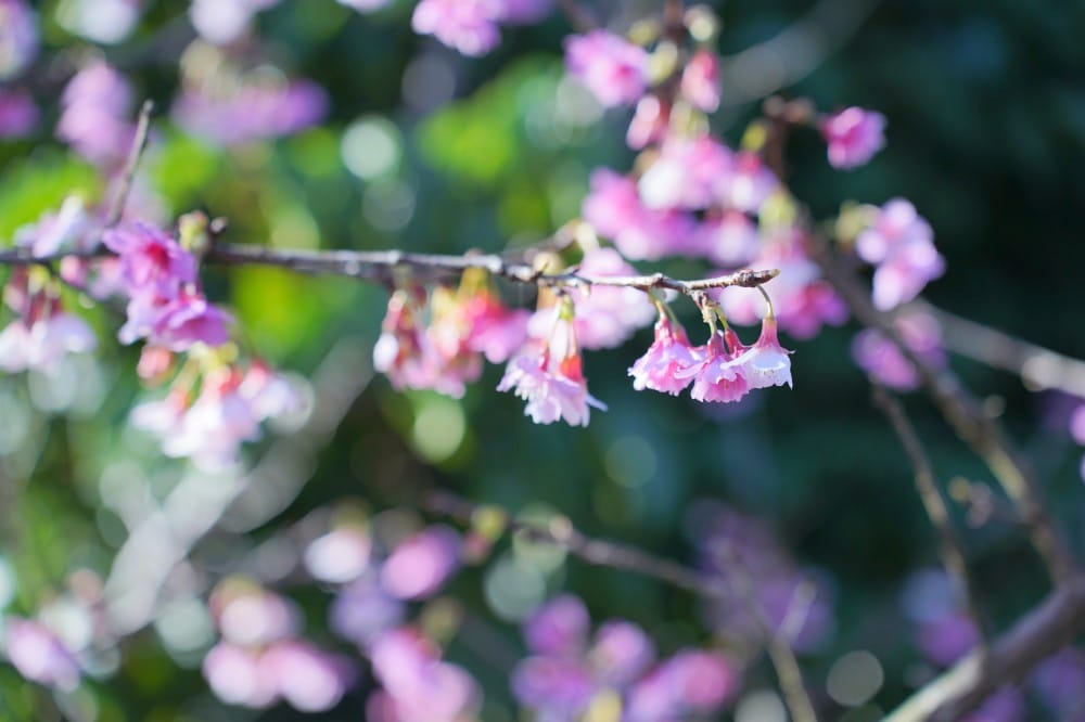 內溝溪自然生態步道賞櫻秘境，內湖五分埤生態濕地賞櫻，還有賞鳥區