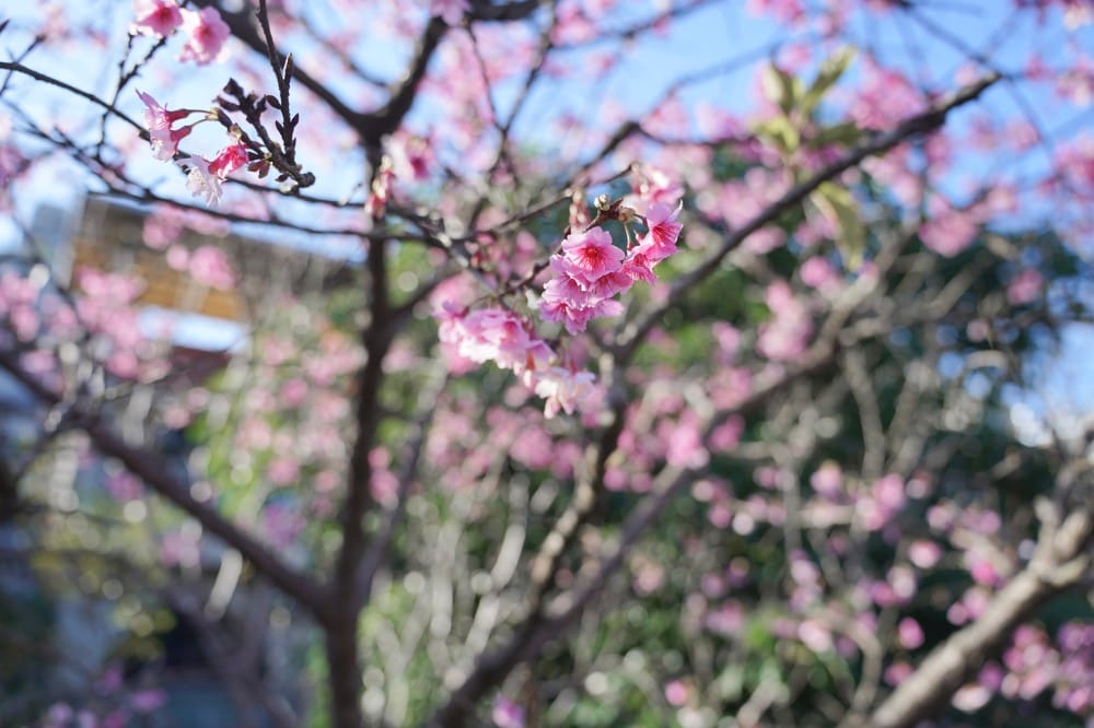 內溝溪自然生態步道賞櫻秘境，內湖五分埤生態濕地賞櫻，還有賞鳥區