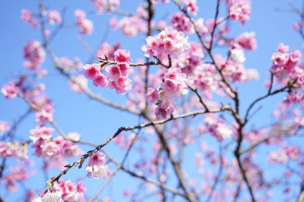 內溝溪自然生態步道賞櫻秘境，內湖五分埤生態濕地賞櫻，還有賞鳥區