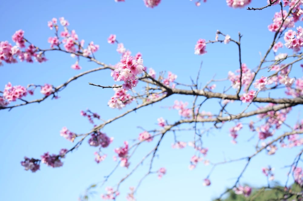 內溝溪自然生態步道賞櫻秘境，內湖五分埤生態濕地賞櫻，還有賞鳥區
