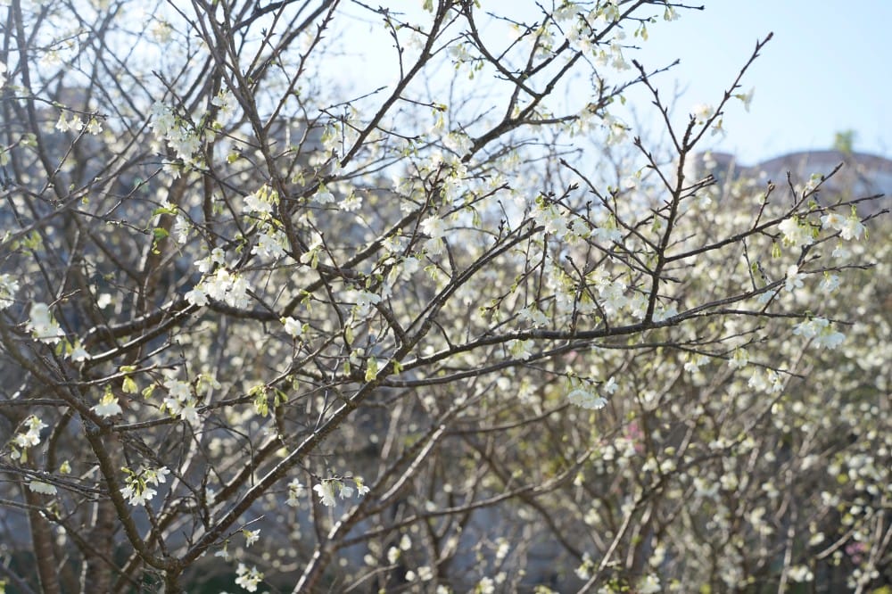 內溝溪自然生態步道賞櫻秘境,內湖五分埤生態濕地賞櫻,還有賞鳥區 - 第47張圖 內溝溪自然生態步道賞櫻秘境,內湖五分埤生態濕地賞櫻,還有賞鳥區