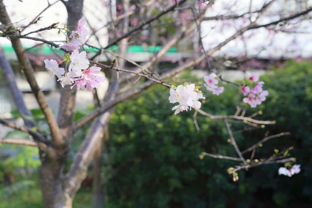 內溝溪自然生態步道賞櫻秘境，內湖五分埤生態濕地賞櫻，還有賞鳥區