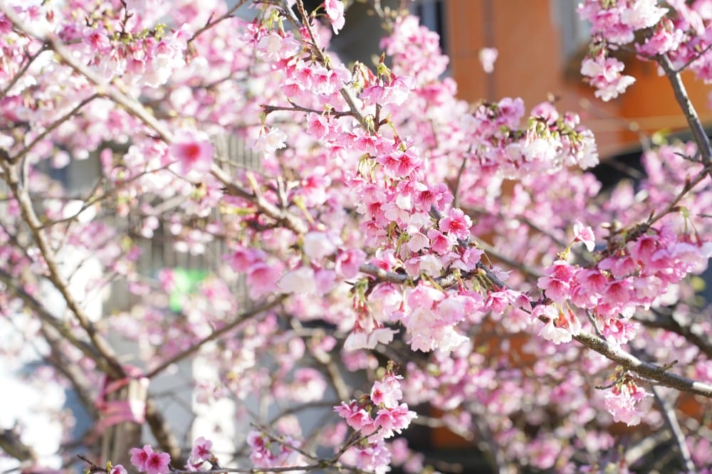內溝溪自然生態步道賞櫻秘境，內湖五分埤生態濕地賞櫻，還有賞鳥區