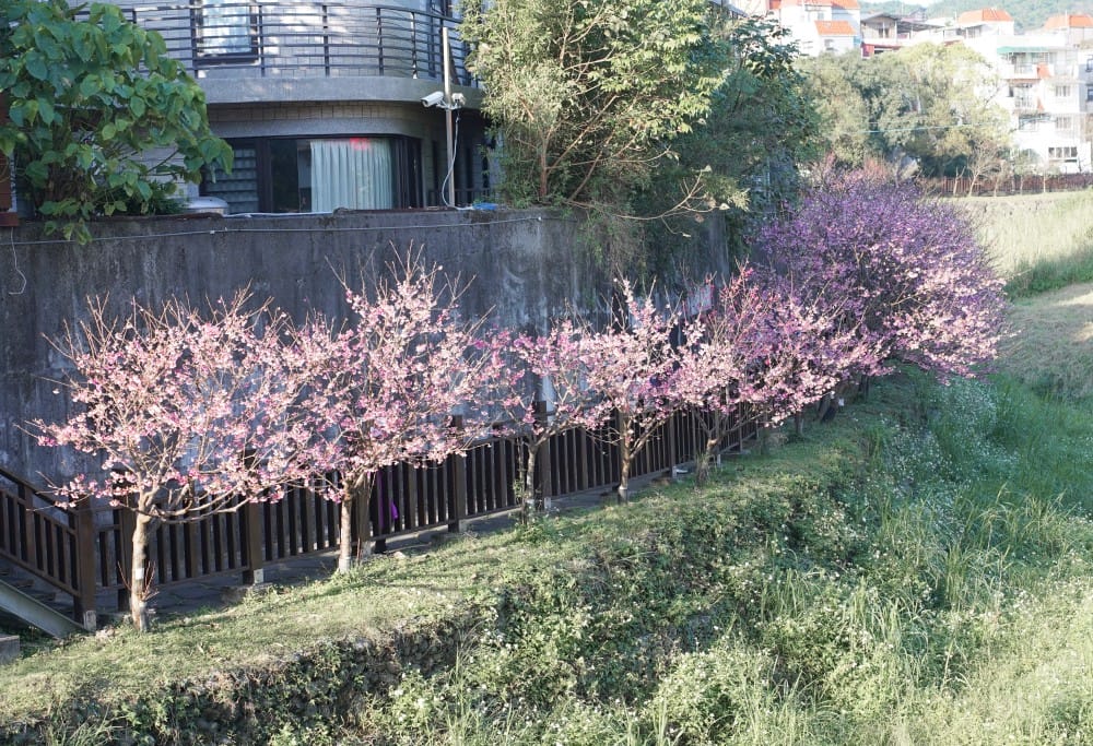 內溝溪自然生態步道賞櫻秘境,內湖五分埤生態濕地賞櫻,還有賞鳥區 - 第33張圖 內溝溪自然生態步道賞櫻秘境,內湖五分埤生態濕地賞櫻,還有賞鳥區