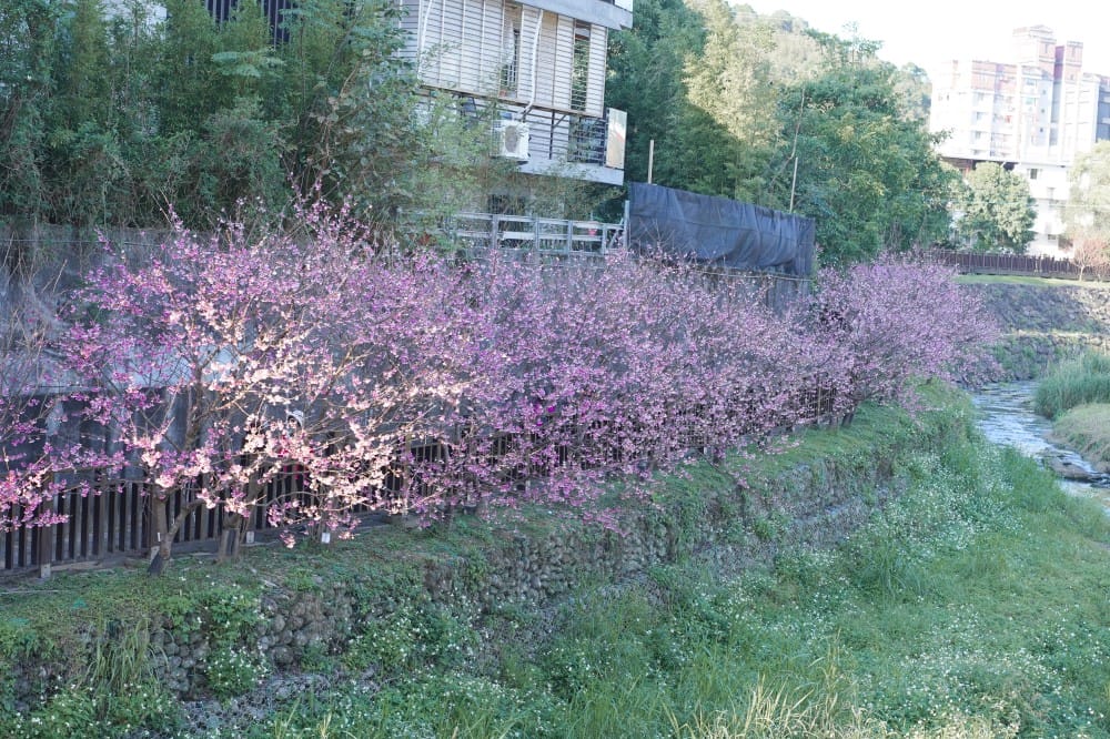 內溝溪自然生態步道賞櫻秘境，內湖五分埤生態濕地賞櫻，還有賞鳥區