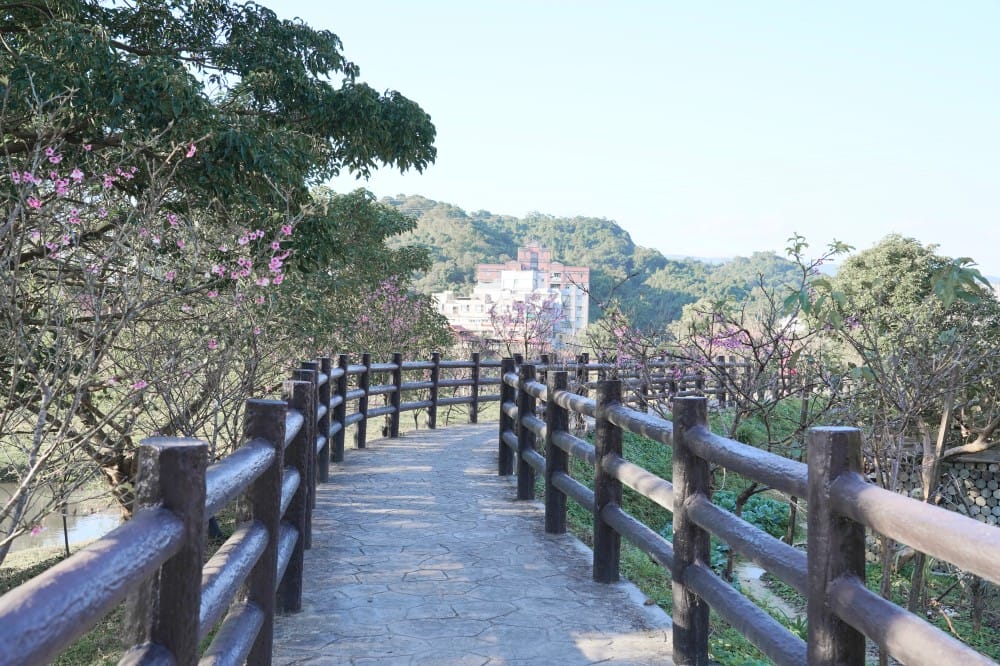 內溝溪自然生態步道賞櫻秘境,內湖五分埤生態濕地賞櫻,還有賞鳥區 - 第24張圖 內溝溪自然生態步道賞櫻秘境,內湖五分埤生態濕地賞櫻,還有賞鳥區