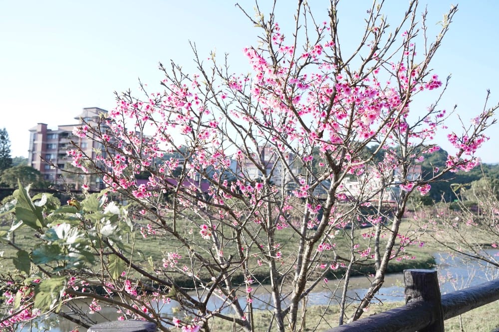 內溝溪自然生態步道賞櫻秘境，內湖五分埤生態濕地賞櫻，還有賞鳥區