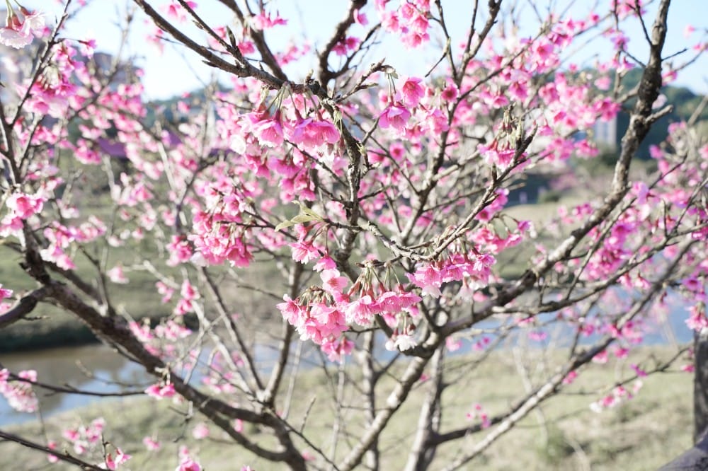 內溝溪自然生態步道賞櫻秘境,內湖五分埤生態濕地賞櫻,還有賞鳥區 - 第11張圖 內溝溪自然生態步道賞櫻秘境,內湖五分埤生態濕地賞櫻,還有賞鳥區