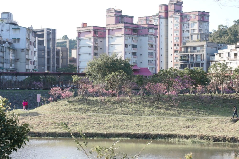 內溝溪自然生態步道賞櫻秘境，內湖五分埤生態濕地賞櫻，還有賞鳥區