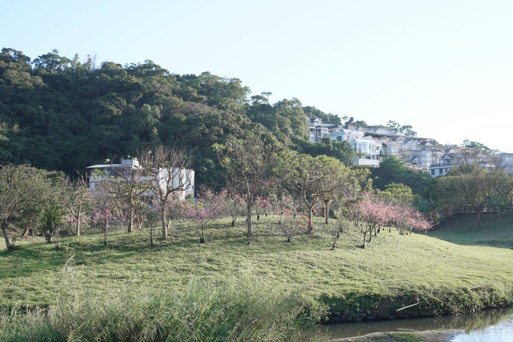 內溝溪自然生態步道賞櫻秘境，內湖五分埤生態濕地賞櫻，還有賞鳥區