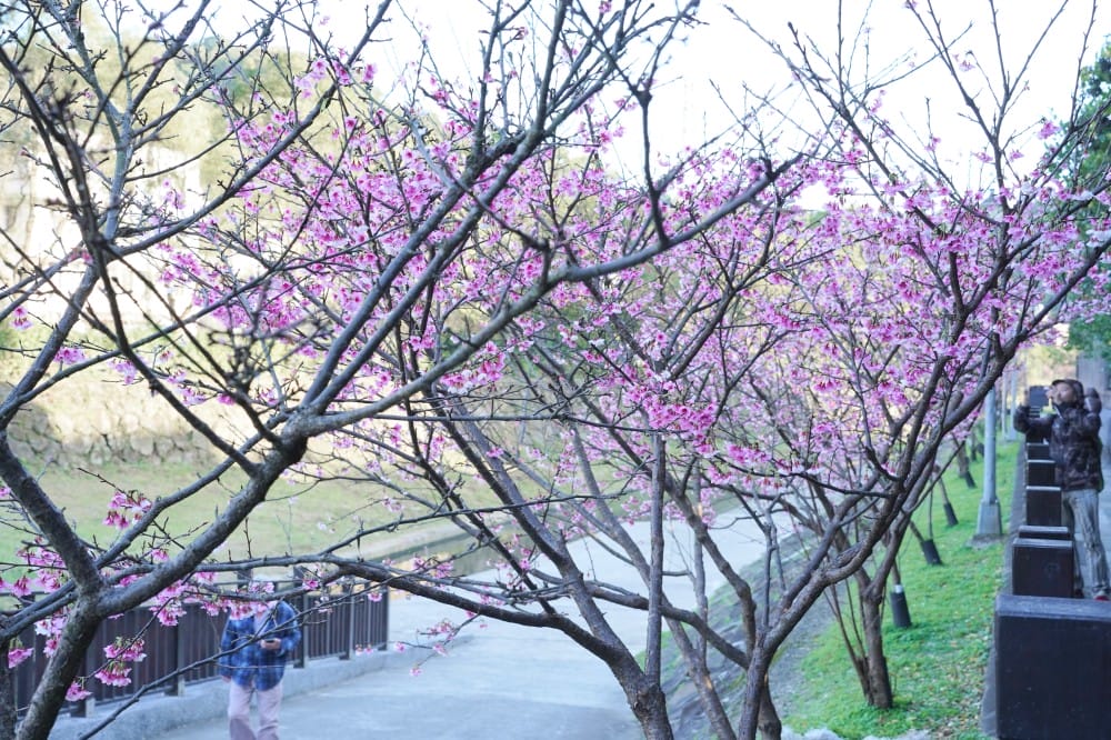 內溝溪自然生態步道賞櫻秘境,內湖五分埤生態濕地賞櫻,還有賞鳥區 - 第16張圖 內溝溪自然生態步道賞櫻秘境,內湖五分埤生態濕地賞櫻,還有賞鳥區