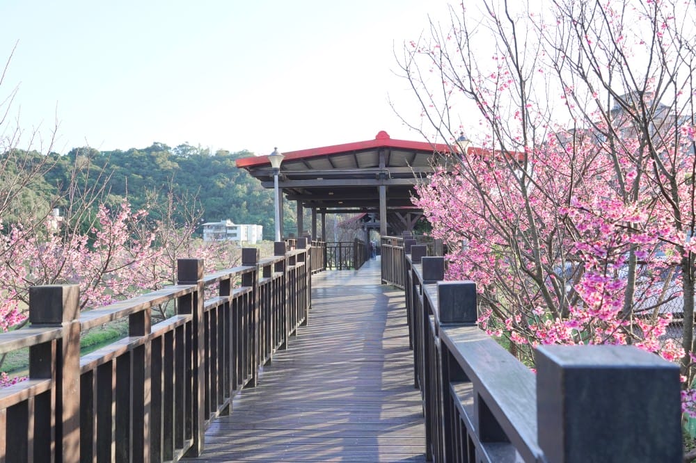 內溝溪自然生態步道賞櫻秘境，內湖五分埤生態濕地賞櫻，還有賞鳥區