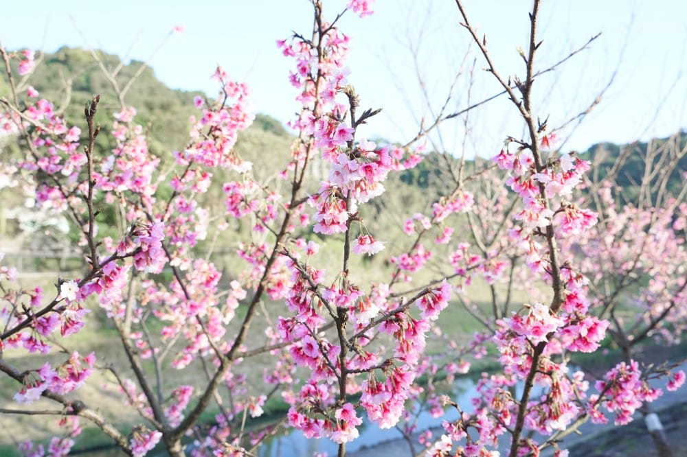 內溝溪自然生態步道賞櫻秘境，內湖五分埤生態濕地賞櫻，還有賞鳥區
