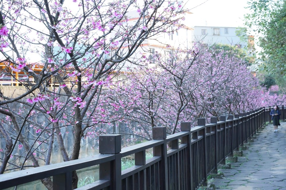 內溝溪自然生態步道賞櫻秘境，內湖五分埤生態濕地賞櫻，還有賞鳥區