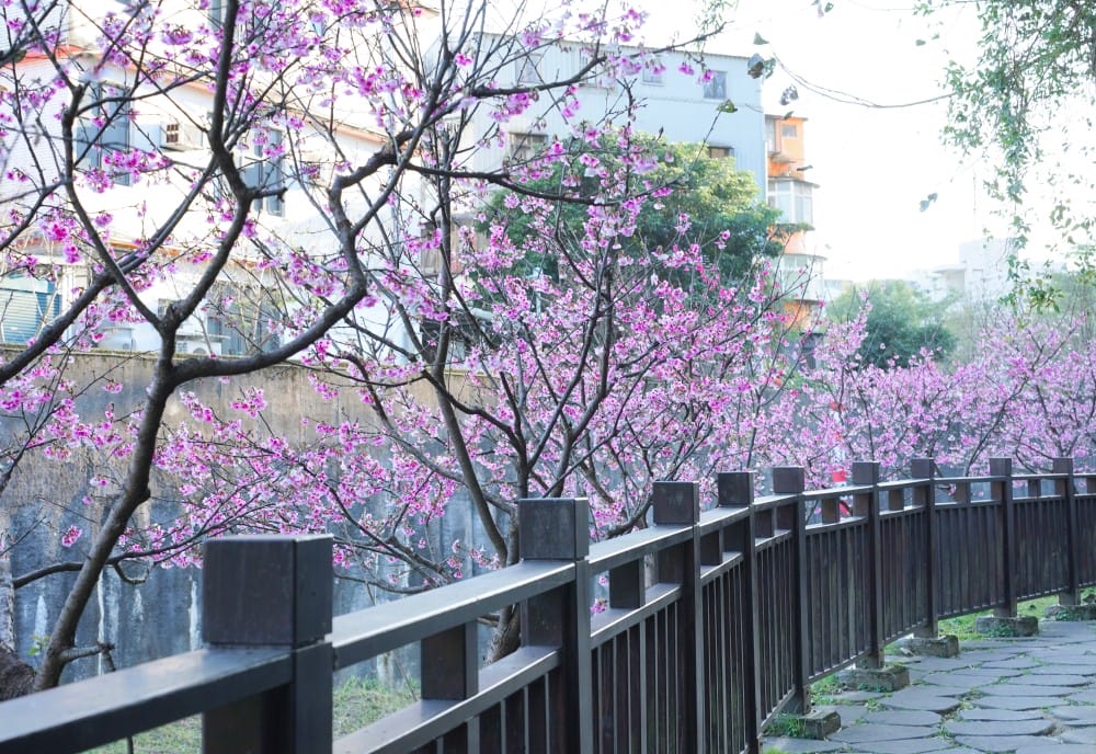 內溝溪自然生態步道賞櫻秘境，內湖五分埤生態濕地賞櫻，還有賞鳥區