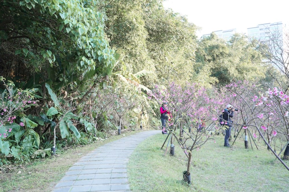內溝溪自然生態步道賞櫻秘境，內湖五分埤生態濕地賞櫻，還有賞鳥區