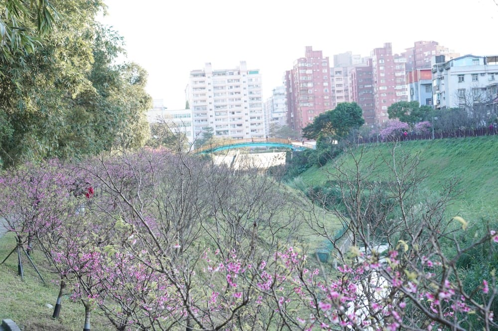 內溝溪自然生態步道賞櫻秘境，內湖五分埤生態濕地賞櫻，還有賞鳥區