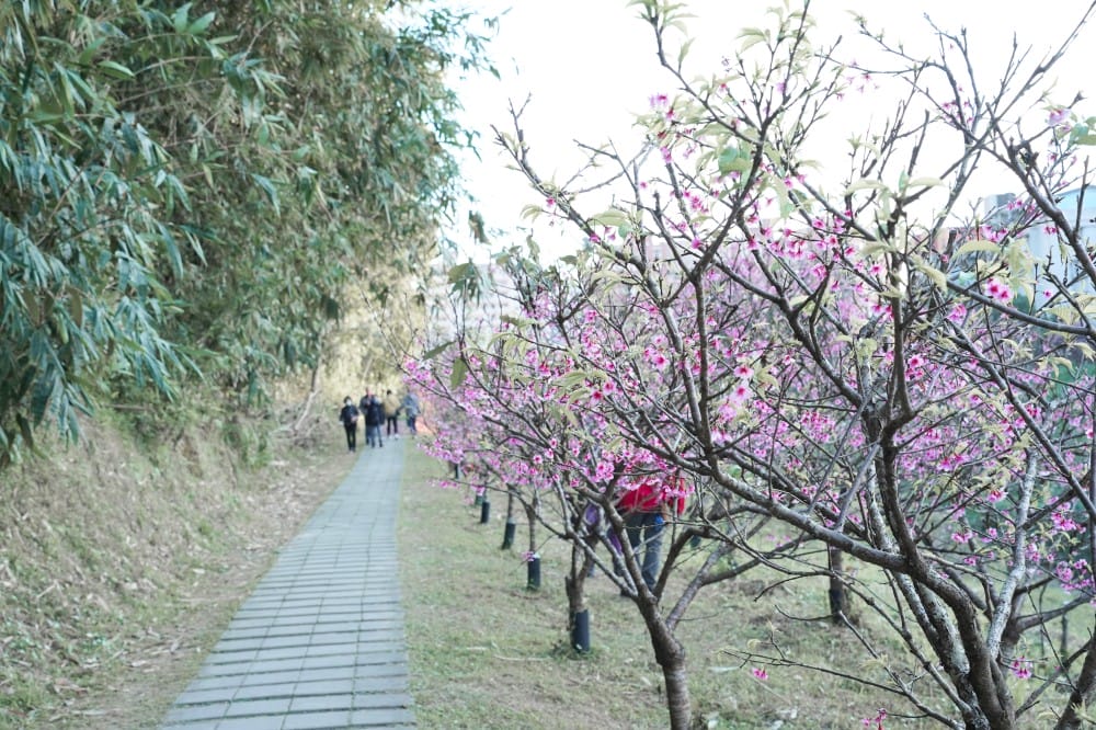 內溝溪自然生態步道賞櫻秘境，內湖五分埤生態濕地賞櫻，還有賞鳥區