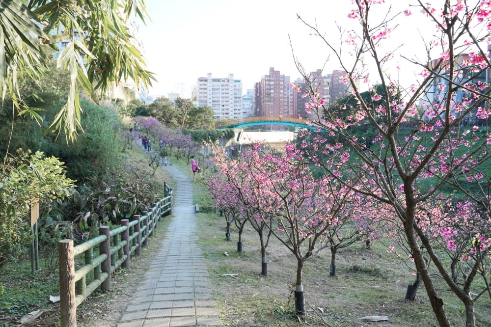 內溝溪自然生態步道賞櫻秘境,內湖五分埤生態濕地賞櫻,還有賞鳥區 - 第14張圖 內溝溪自然生態步道賞櫻秘境,內湖五分埤生態濕地賞櫻,還有賞鳥區