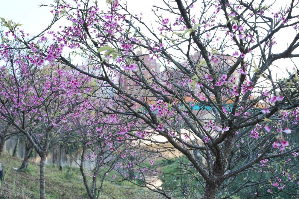 內溝溪自然生態步道賞櫻秘境,內湖五分埤生態濕地賞櫻,還有賞鳥區 - 第38張圖 內溝溪自然生態步道賞櫻秘境,內湖五分埤生態濕地賞櫻,還有賞鳥區