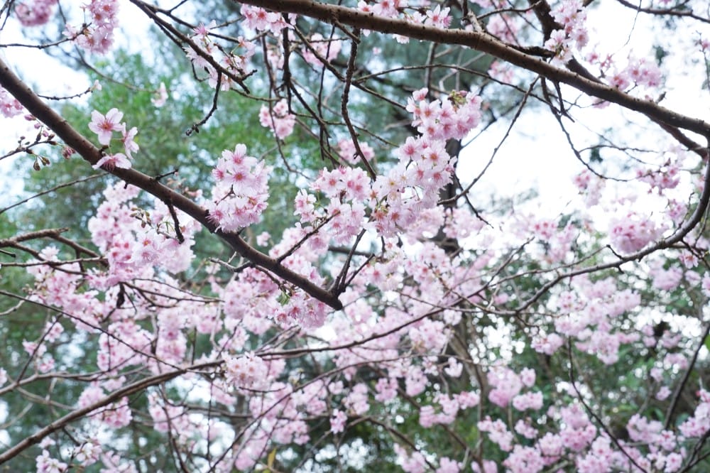 碧山巖櫻花隧道｜淡粉色櫻花隧道炸開，粉色椿寒櫻秒到日本超浪漫櫻花隧道，台北賞櫻景點