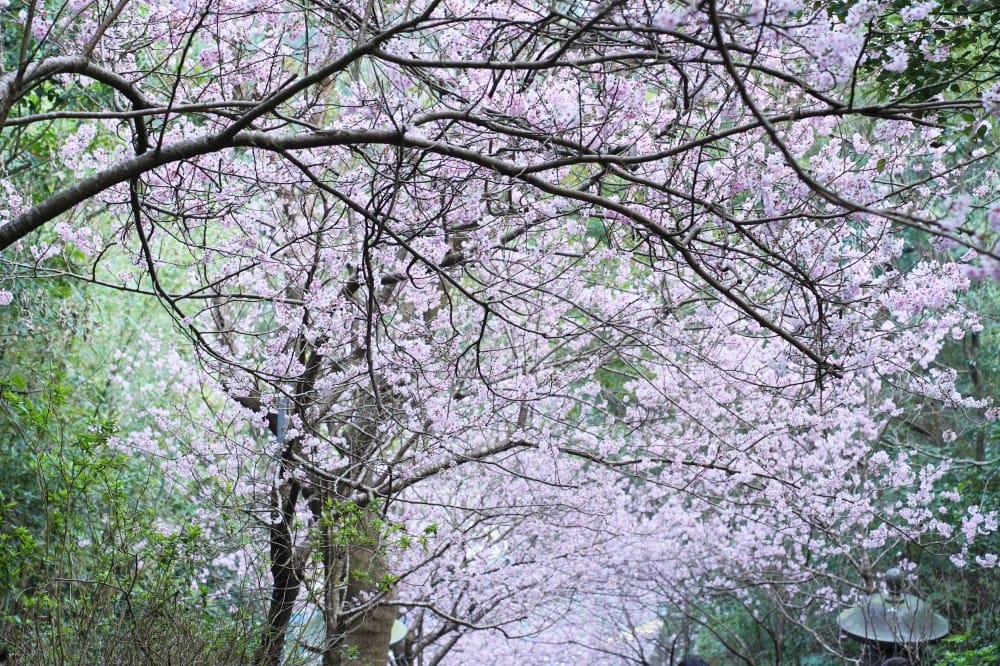 碧山巖櫻花隧道｜淡粉色櫻花隧道炸開，粉色椿寒櫻秒到日本超浪漫櫻花隧道，台北賞櫻景點