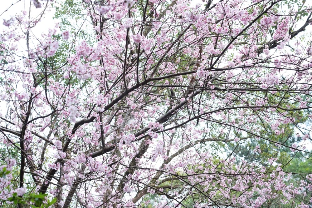 碧山巖櫻花隧道｜淡粉色櫻花隧道炸開，粉色椿寒櫻秒到日本超浪漫櫻花隧道，台北賞櫻景點