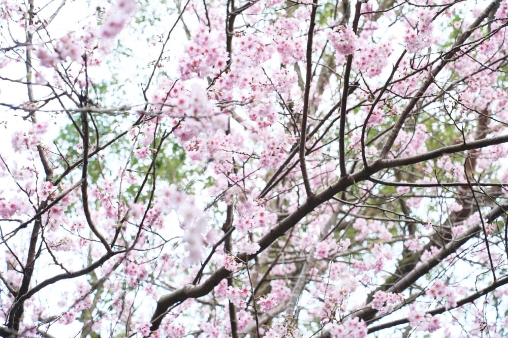 碧山巖櫻花隧道｜淡粉色櫻花隧道炸開，粉色椿寒櫻秒到日本超浪漫櫻花隧道，台北賞櫻景點