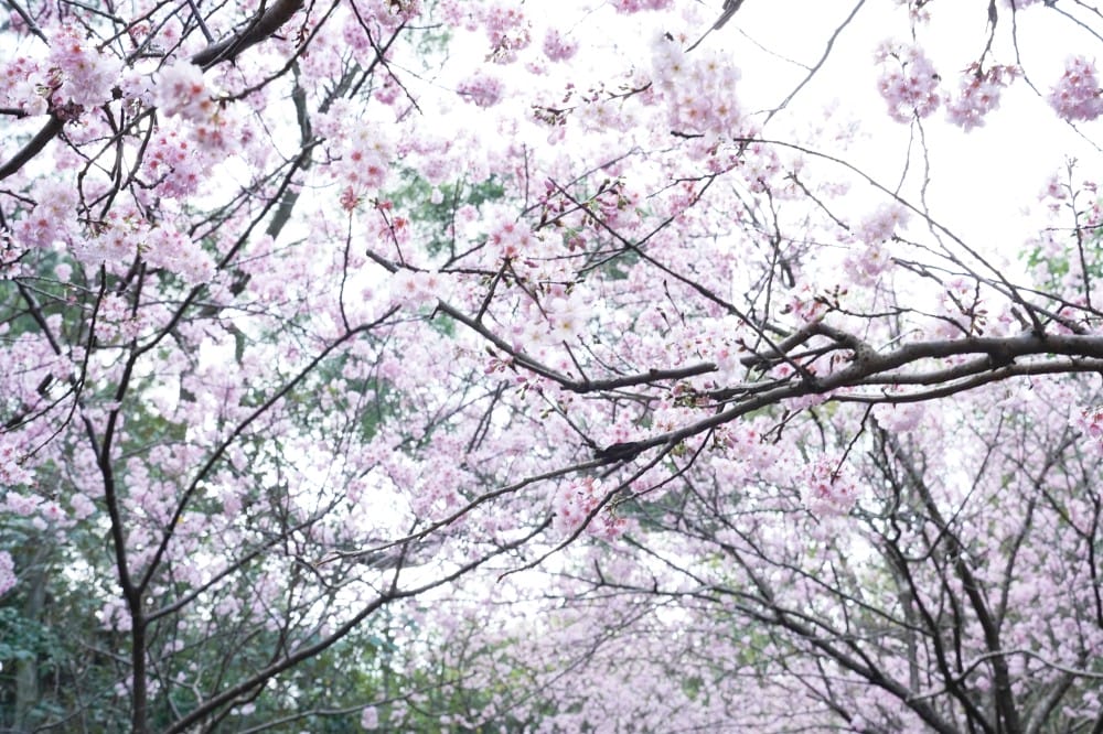 碧山巖櫻花隧道｜淡粉色櫻花隧道炸開，粉色椿寒櫻秒到日本超浪漫櫻花隧道，台北賞櫻景點