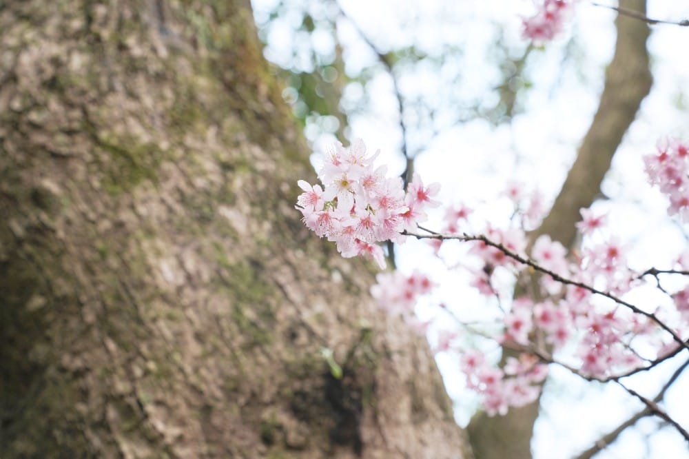 碧山巖櫻花隧道｜淡粉色櫻花隧道炸開，粉色椿寒櫻秒到日本超浪漫櫻花隧道，台北賞櫻景點
