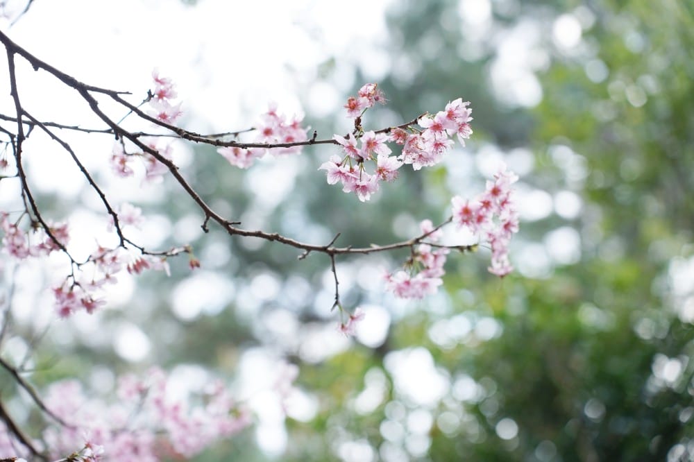 碧山巖櫻花隧道｜淡粉色櫻花隧道炸開，粉色椿寒櫻秒到日本超浪漫櫻花隧道，台北賞櫻景點