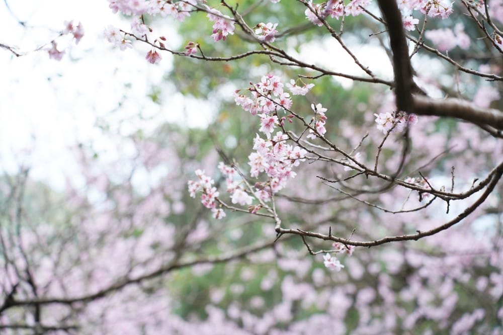 碧山巖櫻花隧道｜淡粉色櫻花隧道炸開，粉色椿寒櫻秒到日本超浪漫櫻花隧道，台北賞櫻景點