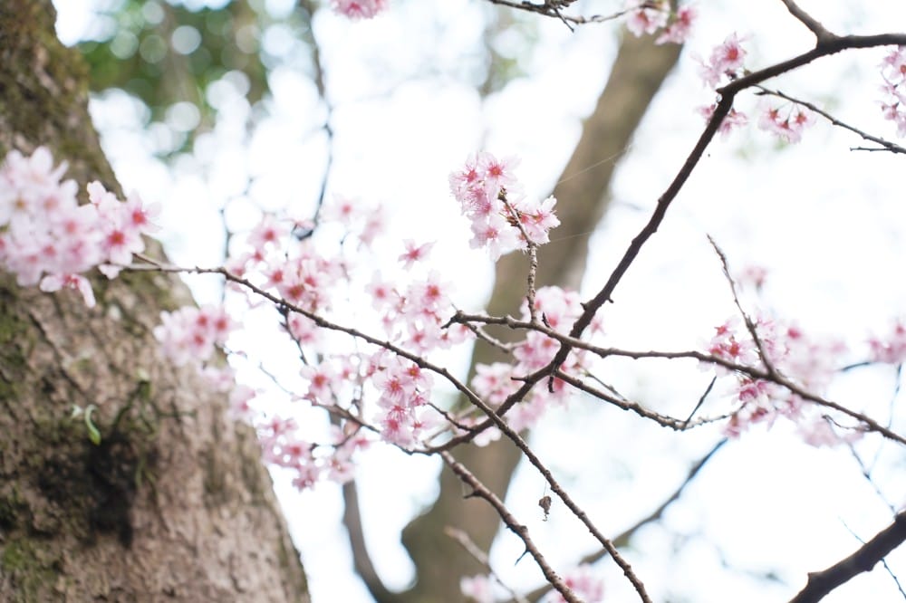 碧山巖櫻花隧道｜淡粉色櫻花隧道炸開，粉色椿寒櫻秒到日本超浪漫櫻花隧道，台北賞櫻景點