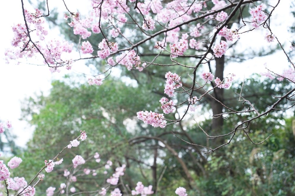 碧山巖櫻花隧道｜淡粉色櫻花隧道炸開，粉色椿寒櫻秒到日本超浪漫櫻花隧道，台北賞櫻景點
