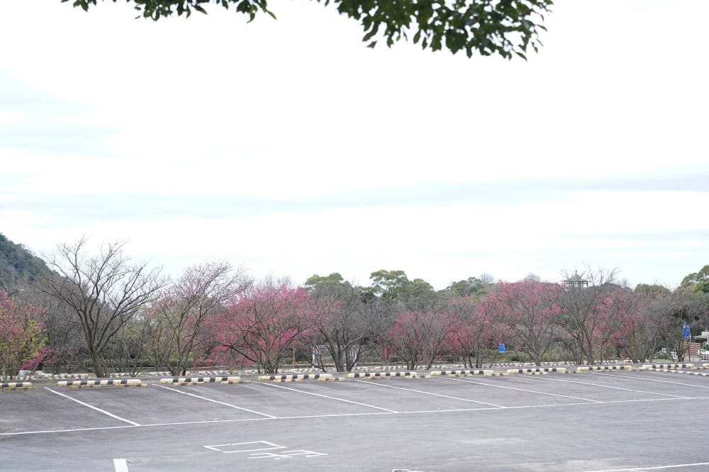 陽明山國家公園櫻花｜陽明公園兩大賞櫻景點推薦，交通行程，賞花專車，時間花期