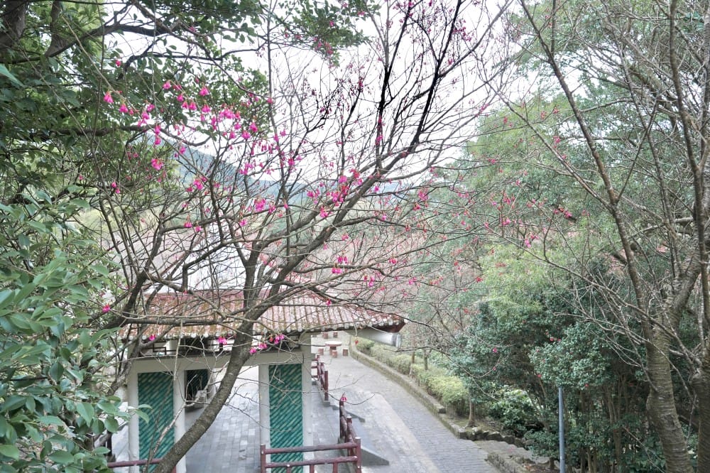 陽明山國家公園櫻花|陽明公園兩大賞櫻景點推薦,交通行程,賞花專車,時間花期 - 第39張圖 陽明山國家公園櫻花|陽明公園兩大賞櫻景點推薦,交通行程,賞花專車,時間花期