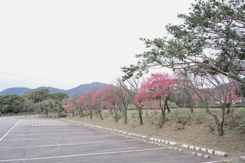 陽明山國家公園櫻花|陽明公園兩大賞櫻景點推薦,交通行程,賞花專車,時間花期 - 第38張圖 陽明山國家公園櫻花|陽明公園兩大賞櫻景點推薦,交通行程,賞花專車,時間花期